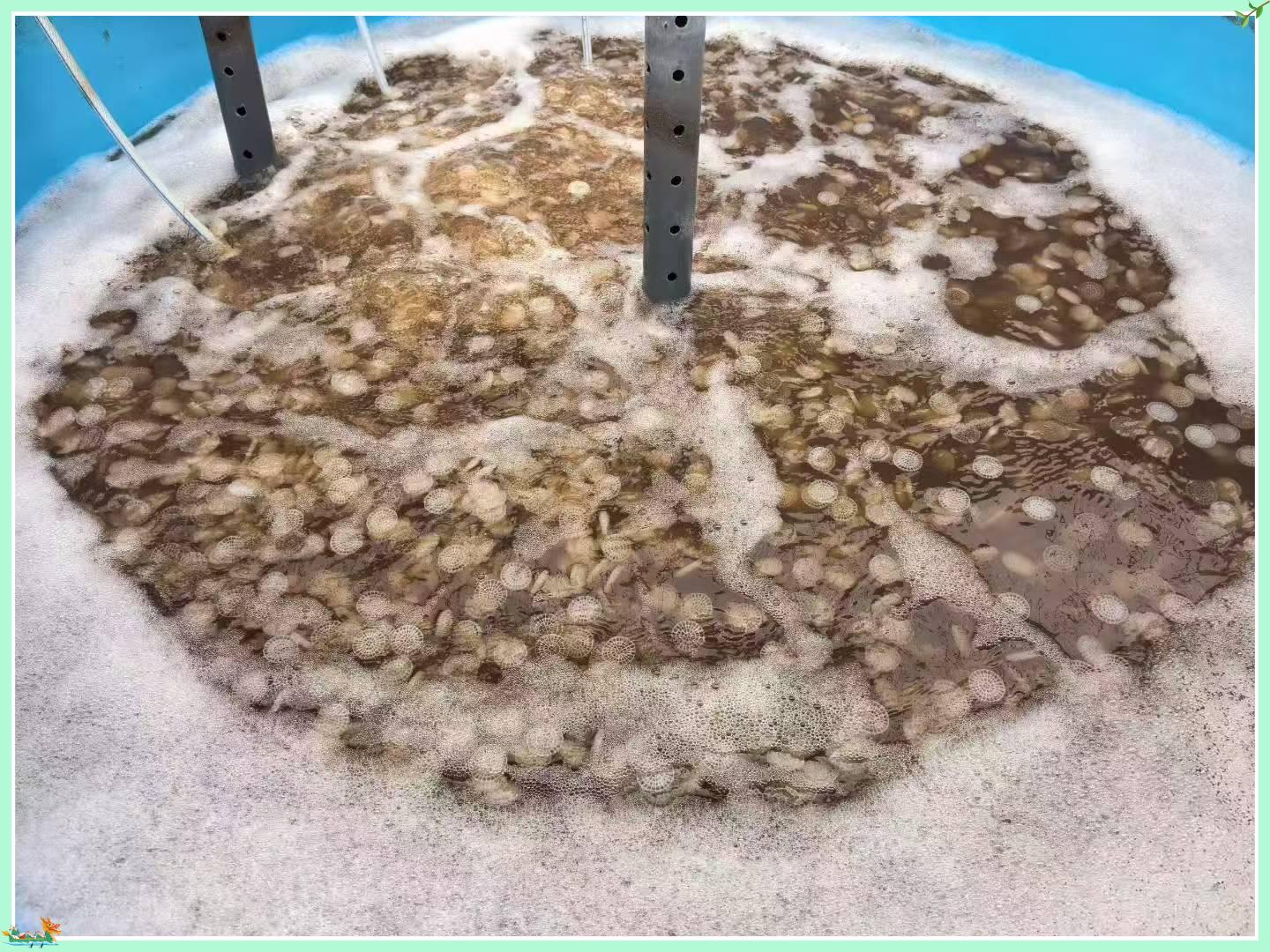 MBBR 바이오 미디어가 생물학적 폐수 처리 효율을 향상시키는 방법