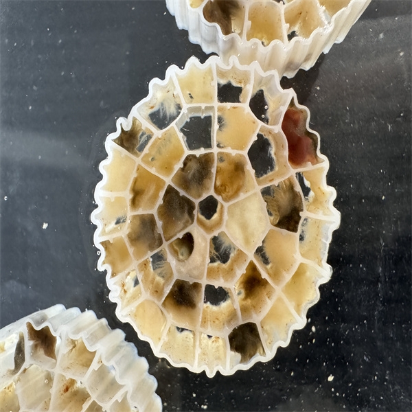 이동상 생물막 반응기(MBBR) 기술-3.jpg